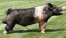 Hatari