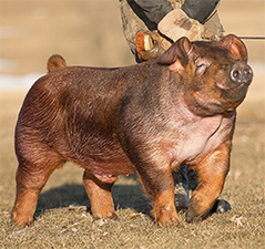 Hatari