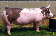 Showtime Sires Winner